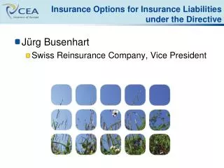 Insurance Options for Insurance Liabilities under the Directive
