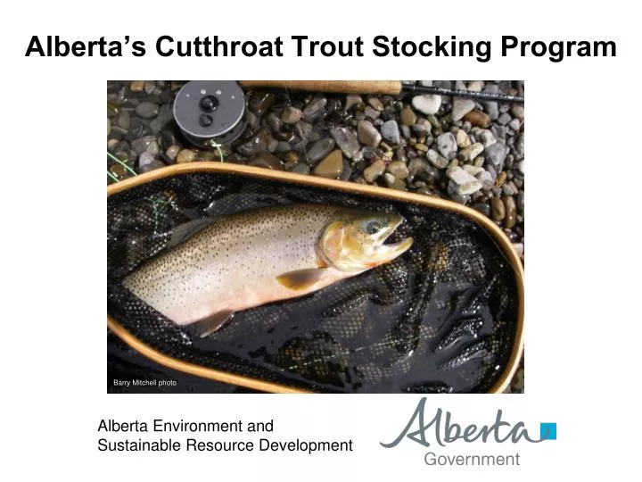 alberta s cutthroat trout stocking program