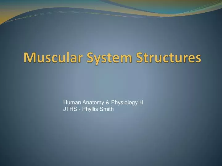 muscular system structures
