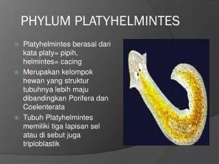 phylum platyhelmintes