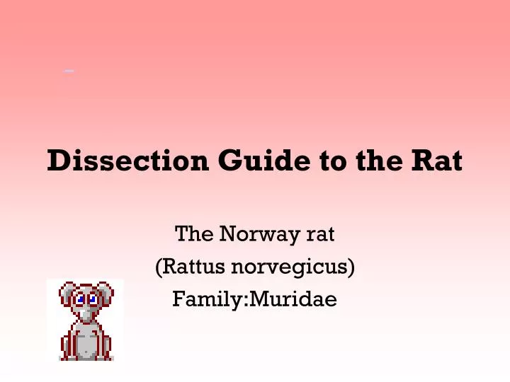 dissection guide to the rat