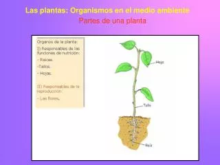 Las plantas: Organismos en el medio ambiente
