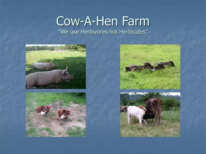 cow a hen farm we use herbivores not herbicides