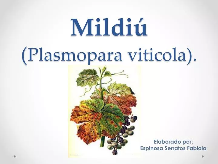 mildi plasmopara viticola