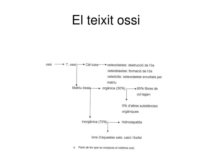 el teixit ossi