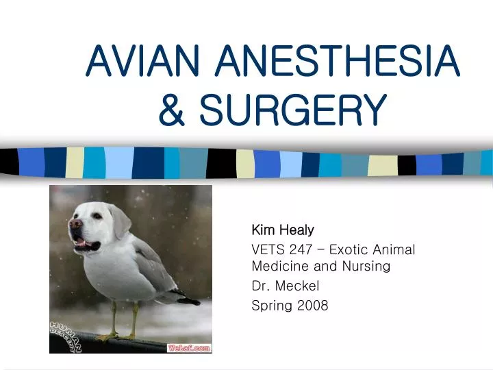 avian anesthesia surgery