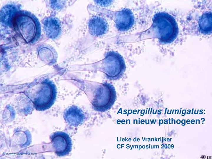 aspergillus fumigatus een nieuw pathogeen lieke de vrankrijker cf symposium 2009
