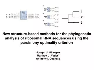 New structure-based methods for the phylogenetic analysis of ribosomal RNA sequences using the