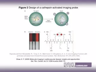 Figure 2 Design of a cathepsin ? activated imaging probe