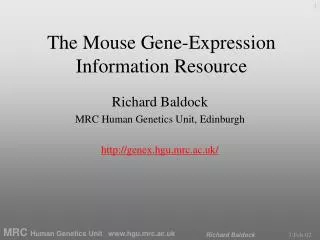 The Mouse Gene-Expression Information Resource