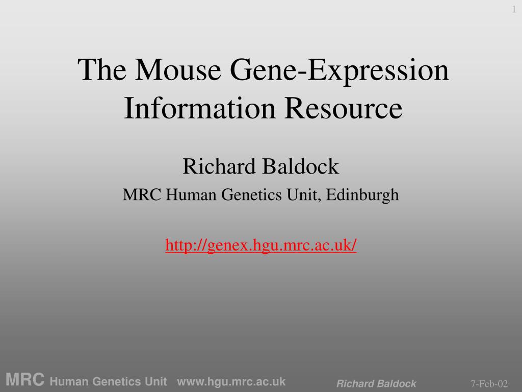 PPT - Mouse Gene Expression Resource: Spatial Data on Mouse Embryo ...