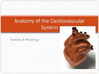 Anatomy of the Cardiovascular System