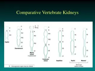 Comparative Vertebrate Kidneys