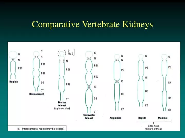 comparative vertebrate kidneys
