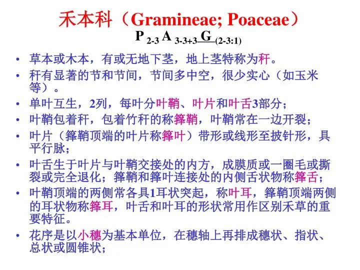 gramineae poaceae p 2 3 a 3 3 3 g 2 3 1