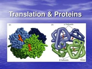 Translation &amp; Proteins