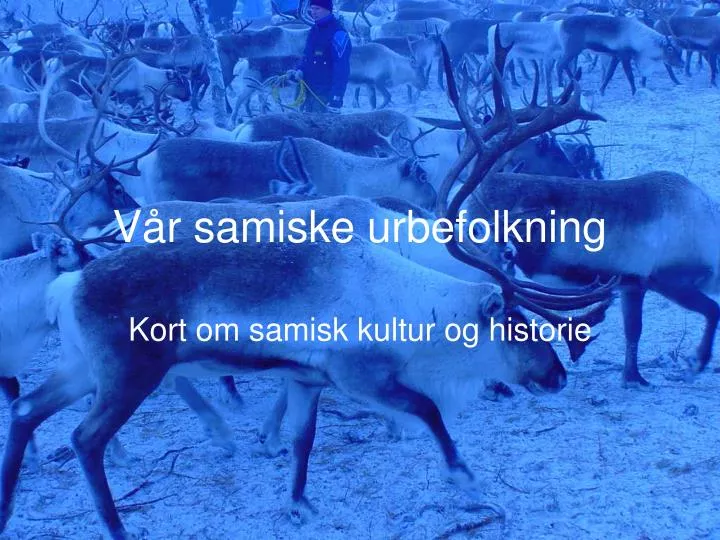 v r samiske urbefolkning