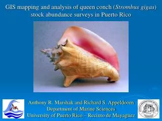 GIS mapping and analysis of queen conch ( Strombus gigas ) stock abundance surveys in Puerto Rico