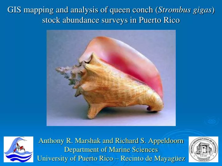 gis mapping and analysis of queen conch strombus gigas stock abundance surveys in puerto rico