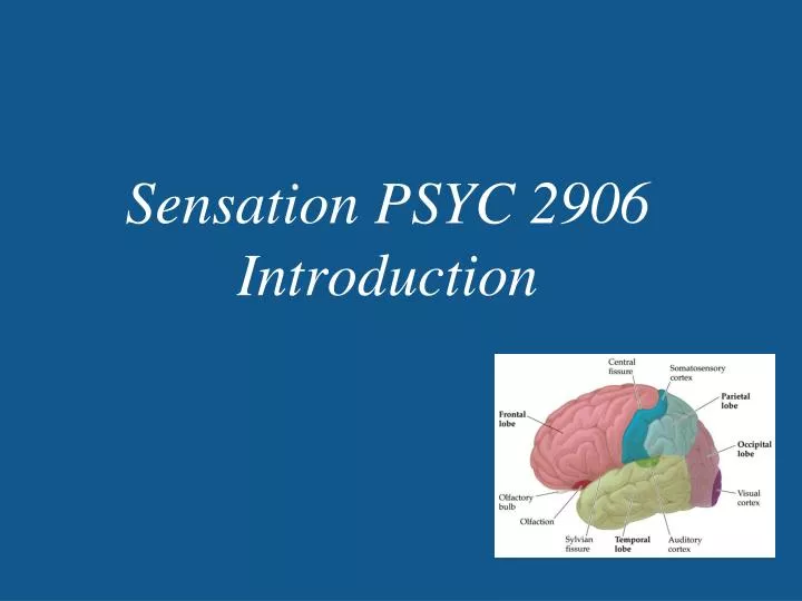 sensation psyc 2906 introduction