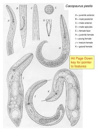 A = juvenile anterior B = male posterior C = male anterior D = male spicules E = female face