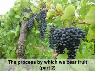 The process by which we bear fruit (part 2)