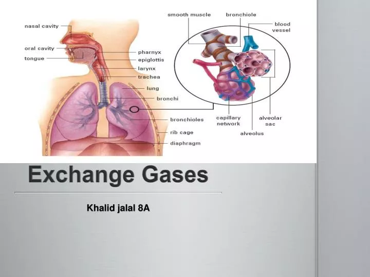exchange gases
