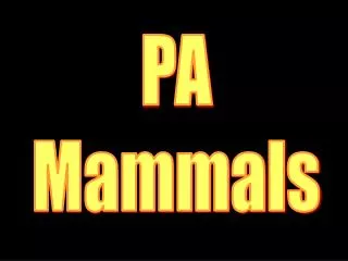 PA Mammals