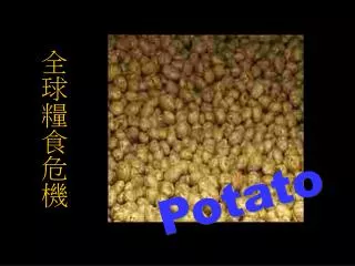 potato