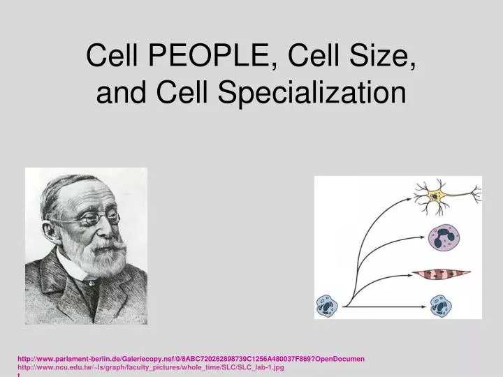 cell people cell size and cell specialization