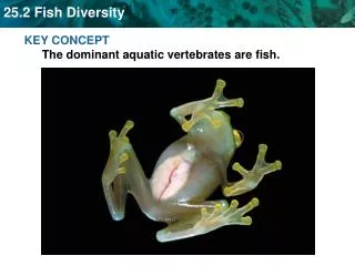 KEY CONCEPT The dominant aquatic vertebrates are fish.