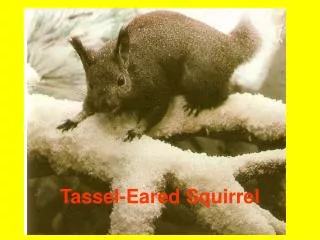 Tassel-Eared Squirrel