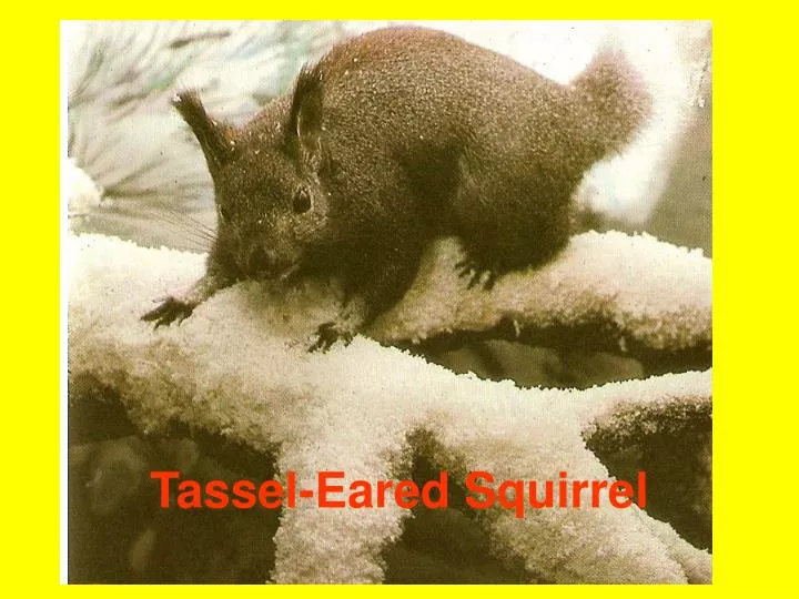 tassel eared squirrel