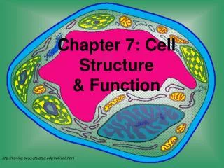 Chapter 7: Cell Structure &amp; Function