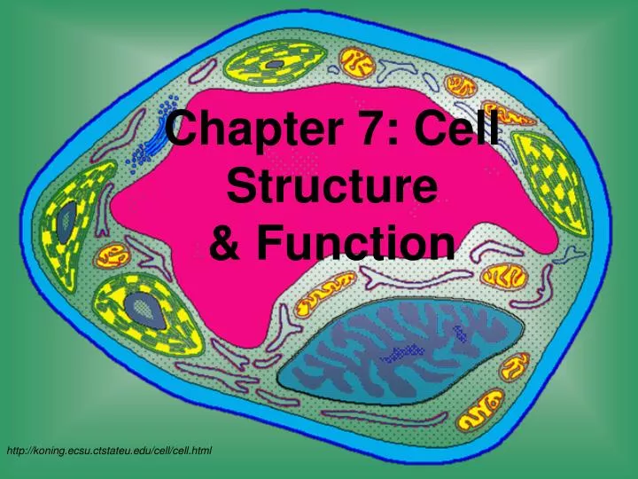 chapter 7 cell structure function