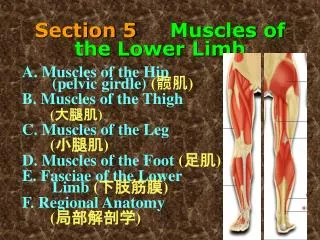 Section 5 Muscles of the Lower Limb