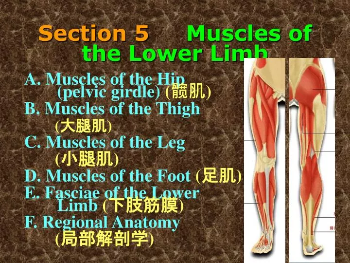 section 5 muscles of the lower limb