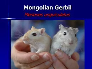 Mongolian Gerbil Meriones unguiculatus