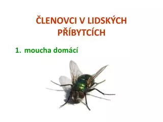 lenovci v lidsk ch p bytc ch