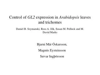 Control of GL2 expression in Arabidopsis leaves and trichomes