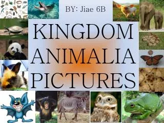 KINGDOM ANIMALIA PICTURES