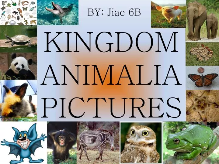 kingdom animalia pictures