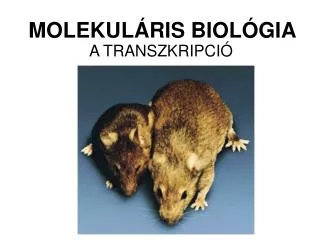 molekul ris biol gia
