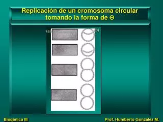 replicaci n de un cromosoma circular tomando la forma de