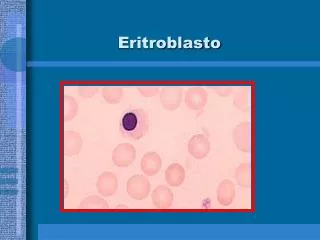 eritroblasto