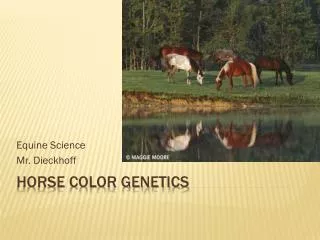 Horse Color Genetics