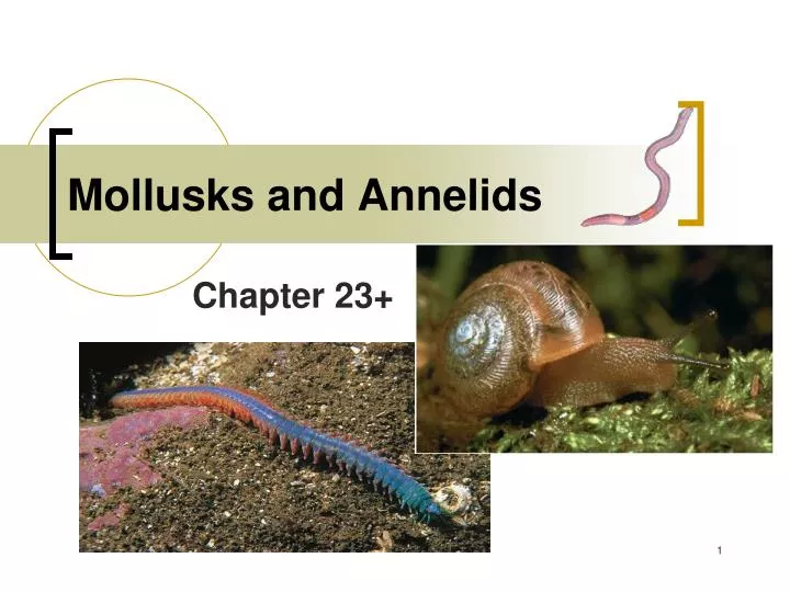 mollusks and annelids