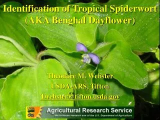 Identification of Tropical Spiderwort (AKA Benghal Dayflower)