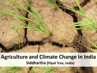 Agriculture and Climate Change in India Siddhartha ( Pipal Tree, India)