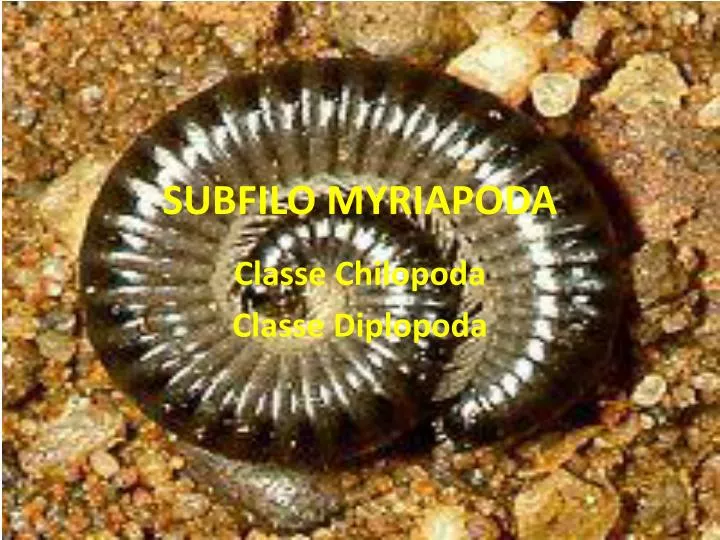 subfilo myriapoda